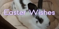 Easter wishes