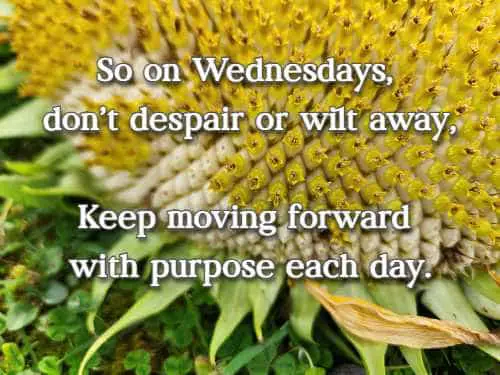 So on Wednesdays, don't despair or wilt away, Keep moving forward with purpose each day.