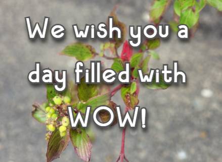 We wish you a day filled with WOW!
